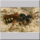 Cerceris quinquefasciata - Knotenwespe 06a 8mm beim Nesteintrag von Ruesselkaefern - OS-Wallenhorst Sandgrube.jpg